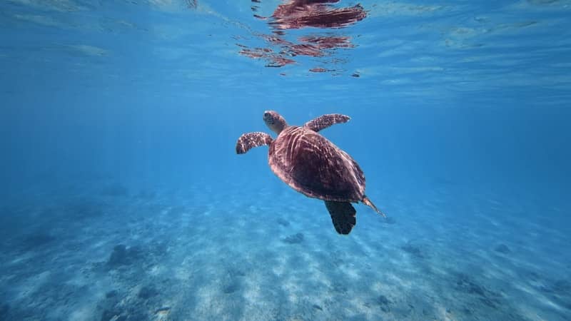 A sea turtle swims gracefully in clear blue ocean water.