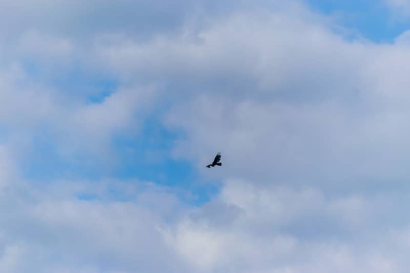 A bird flying in a blue sky with white clouds.