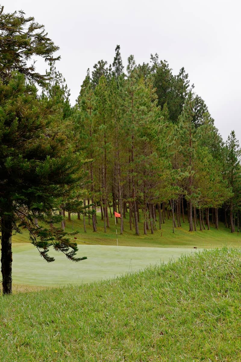 A golf course with pine trees and a flag.