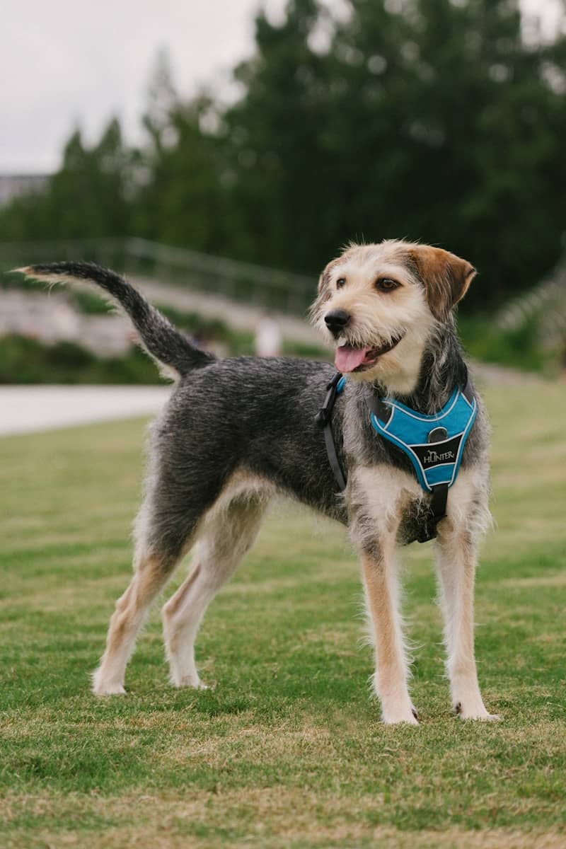 A wire-haired dog wearing a blue harness standing on a green lawn