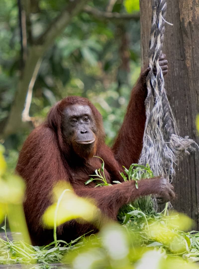 An orangutan holding a frayed rope while eating green leaves in a forest