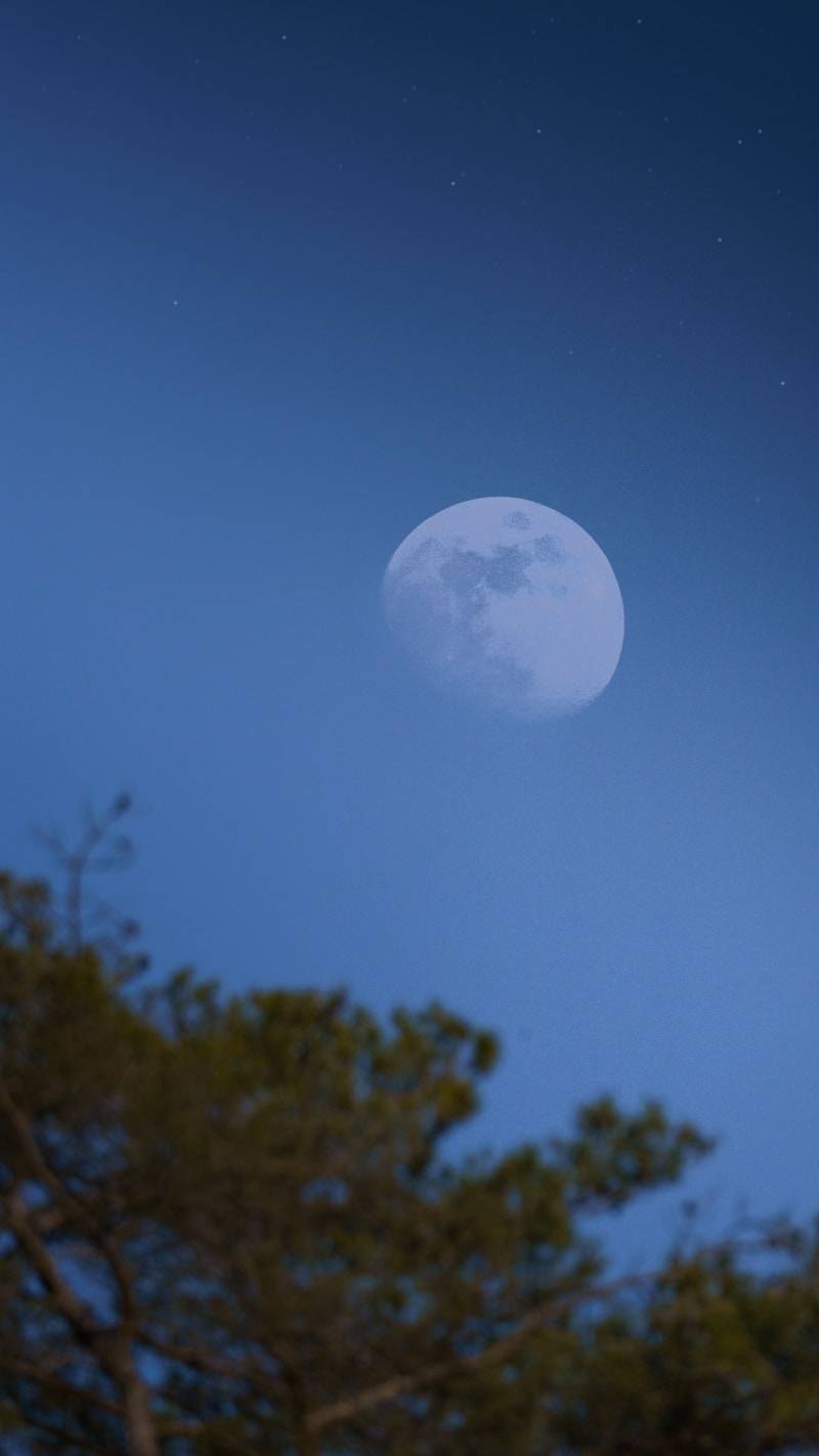 Half moon in a starry blue night sky above trees
