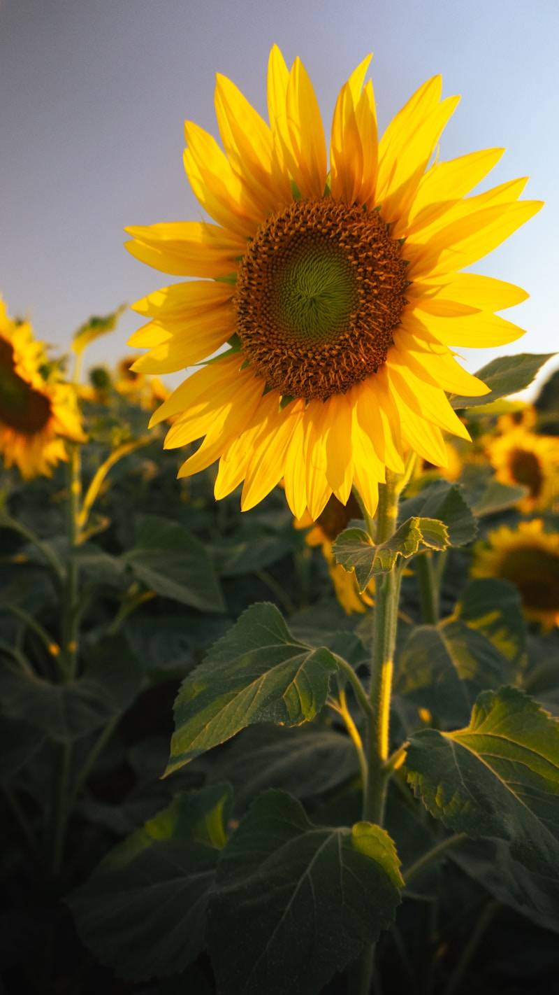 A vibrant sunflower in a field under a clear sky.