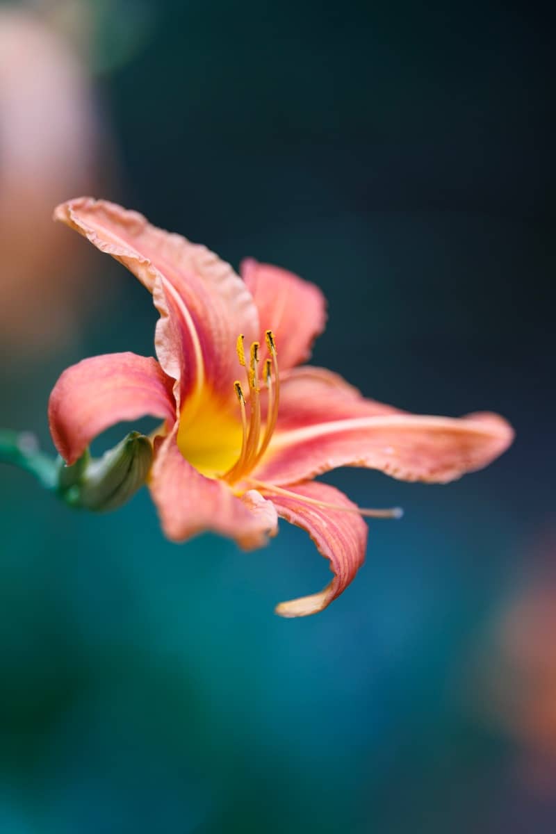 A beautiful peach-colored lily in bloom.