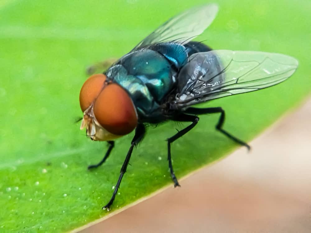Cochliomyia hominivorax, the New World screwworm fly, a parasitic species whose larvae infest the tissue of living animals. (Credit: Lidya Elfa Sari / Shutterstock)