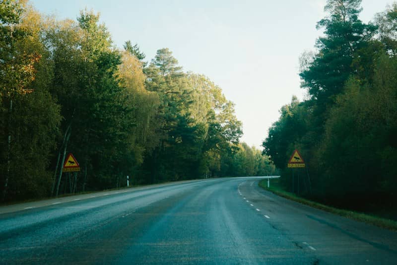 An asphalt road winding through a dense forest with yellow moose warning signs