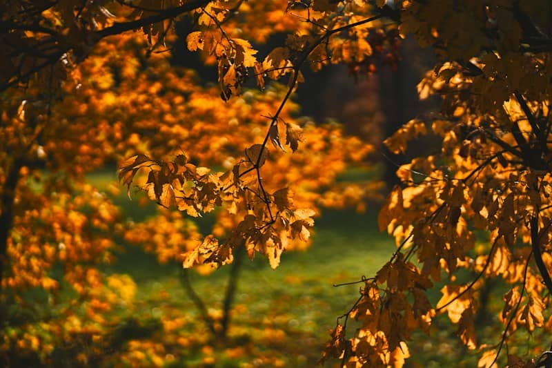 Golden autumn leaves on tree branches backlit by the low sun in a park