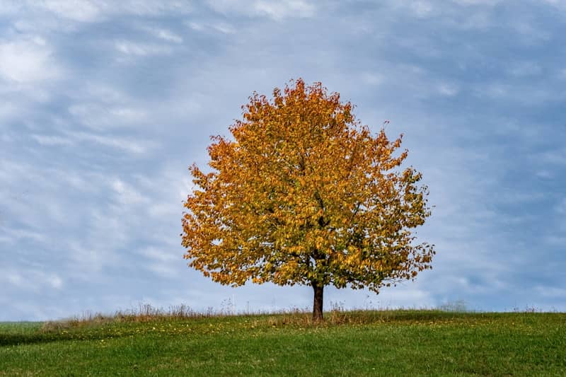 Vibrant autumn tree on a green hill under cloudy sky.