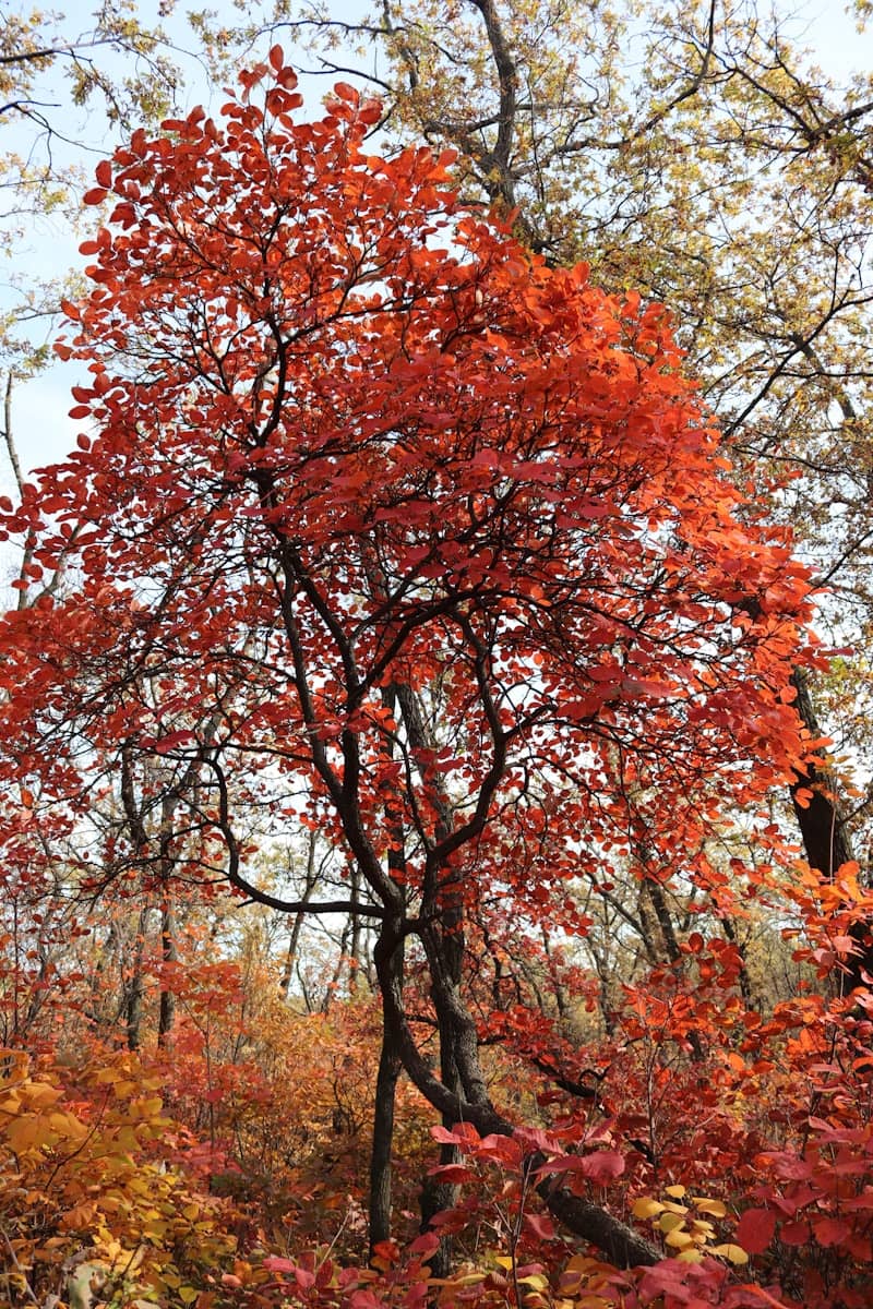 A tree with vibrant red autumn leaves