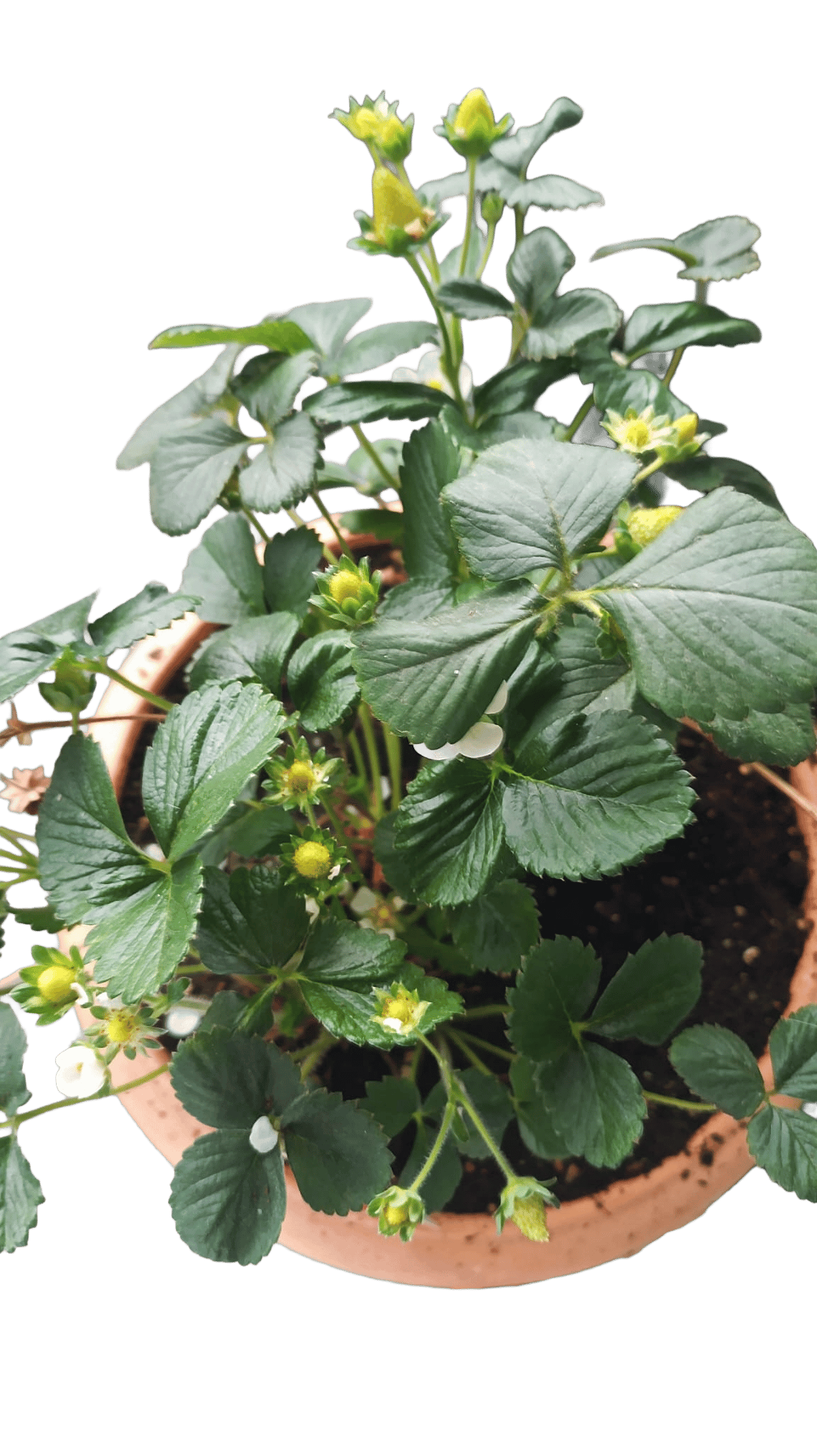 2nd Harvest of Strawberries