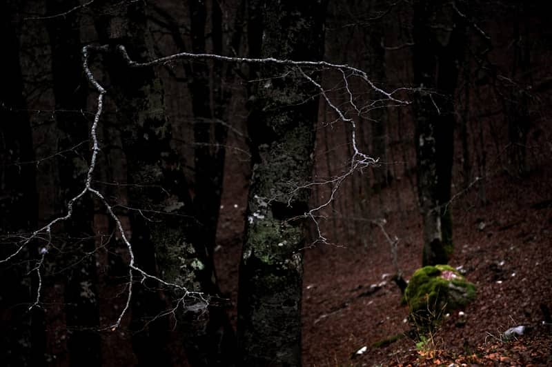 Bare branches against a dark, shadowy forest.