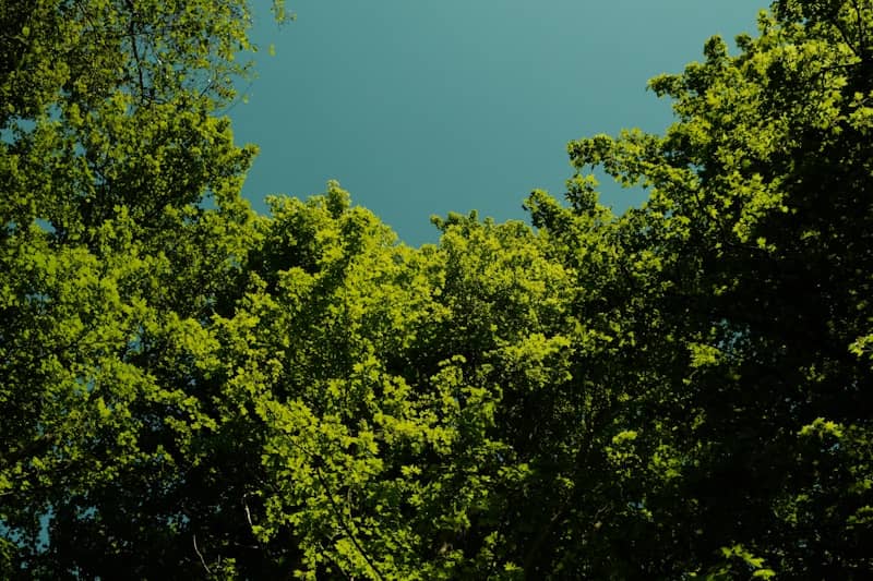 Lush green trees and clear sky.
