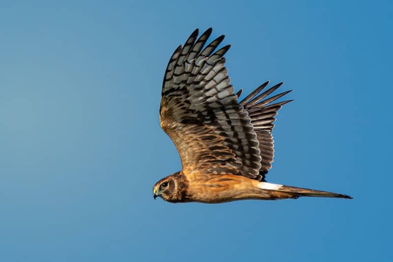 A large bird flying through a blue sky