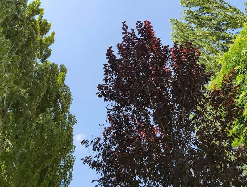 Tall trees with green and purple leaves rise up before a clear blue sky.