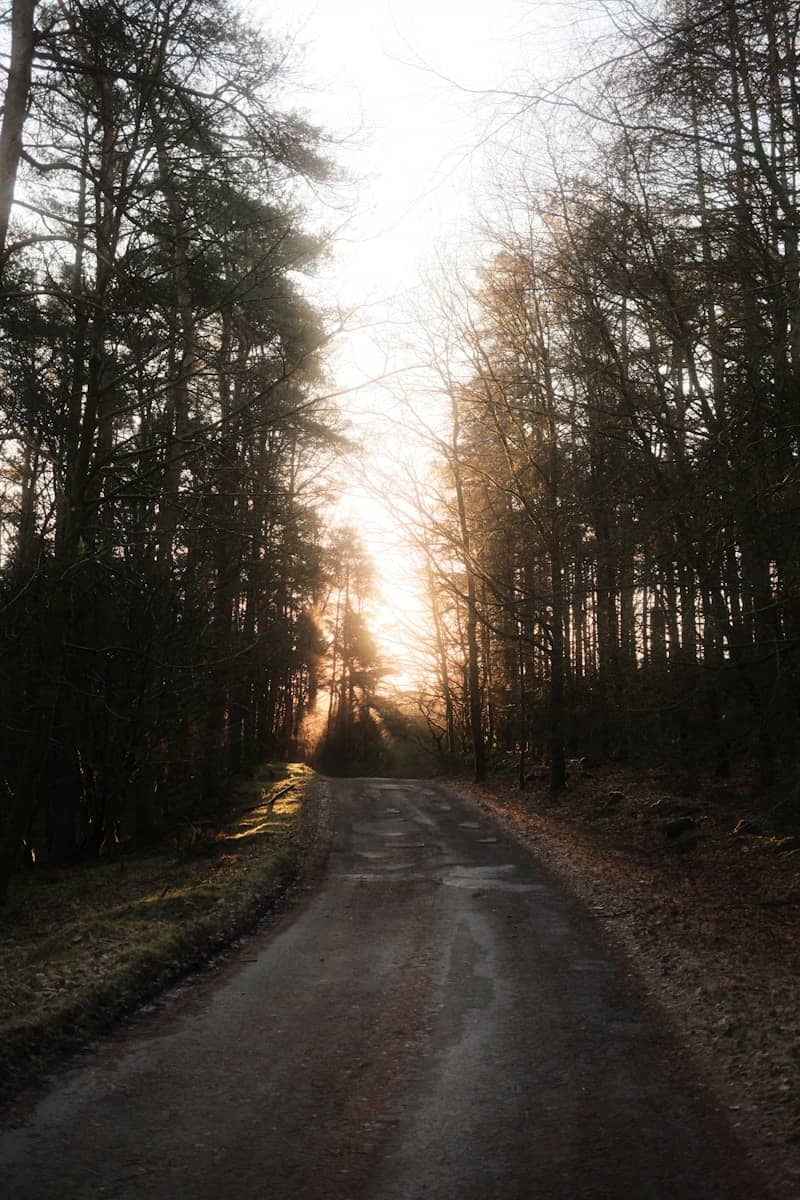 The sun is shining through the trees on the road