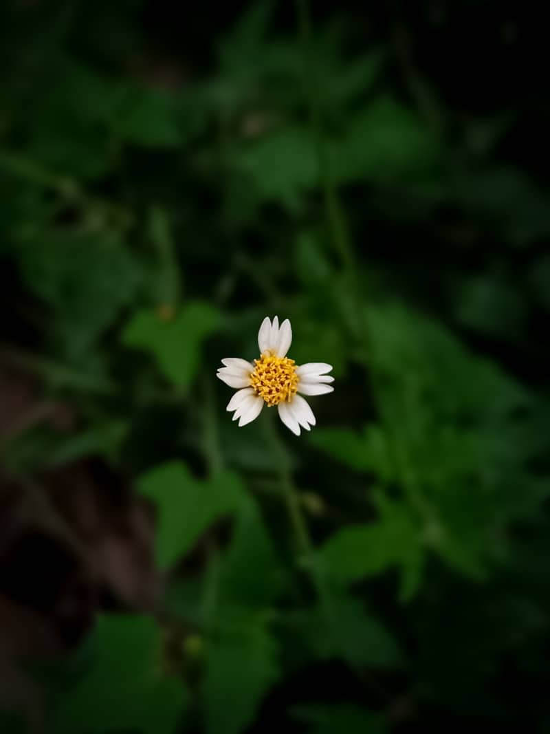 A tiny white flower blooms in nature.
