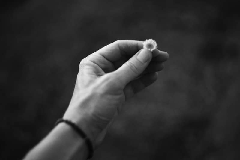 A hand holding a small daisy flower