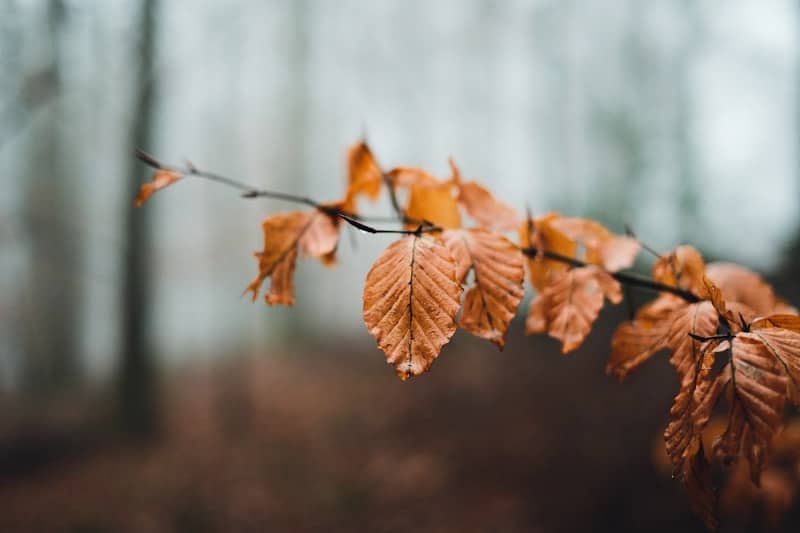 A close up of a branch with leaves