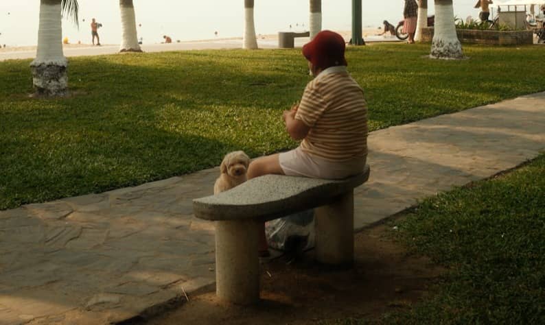 Person and dog on bench under palm trees by beach.