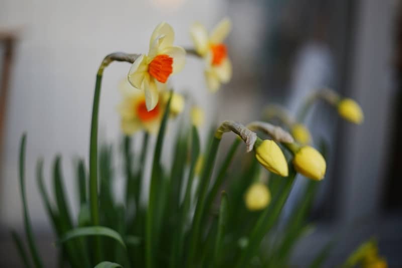 Yellow daffodils with green stems and buds.