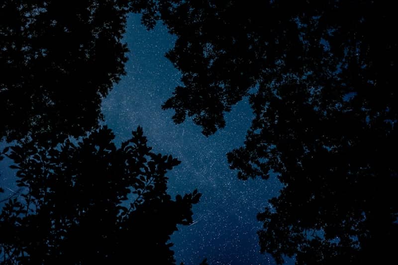 Silhouette of trees against a starry night sky