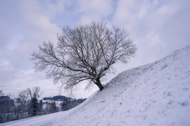 Bare tree on a snow-covered hill under cloudy sky