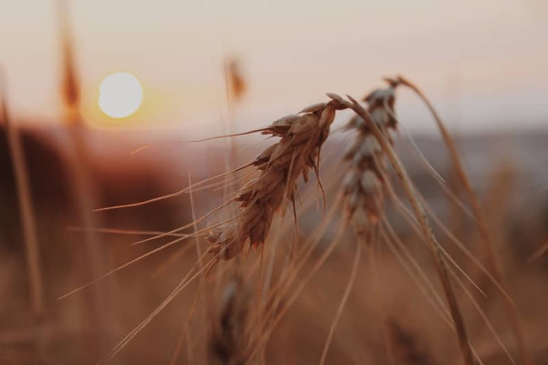 Wheat stalks in the golden light of sunset