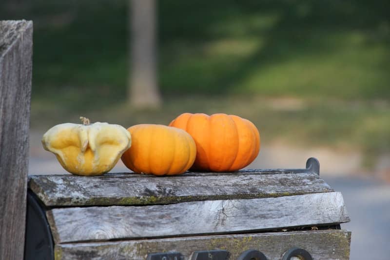 Three pumpkins on a weathered wooden surface.