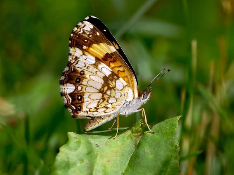 A butterfly with intricate wing patterns rests on a leaf.