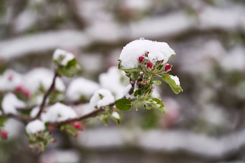 Apple blossoms covered in a light dusting of snow.