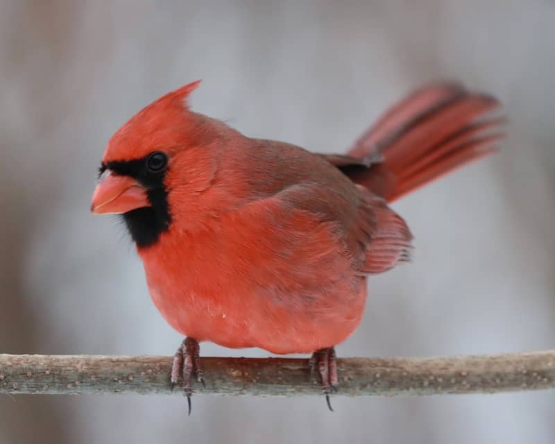 A male cardinal perched on a branch
