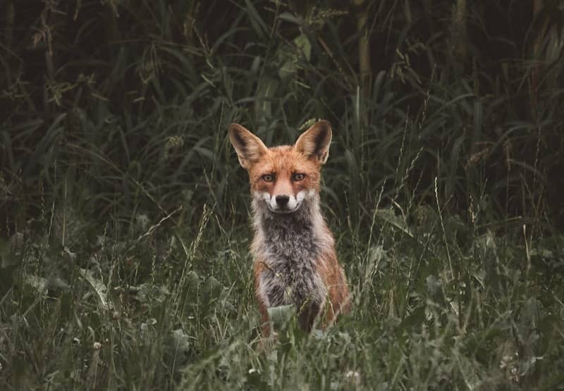 A red fox sits in tall grass with dark foliage.