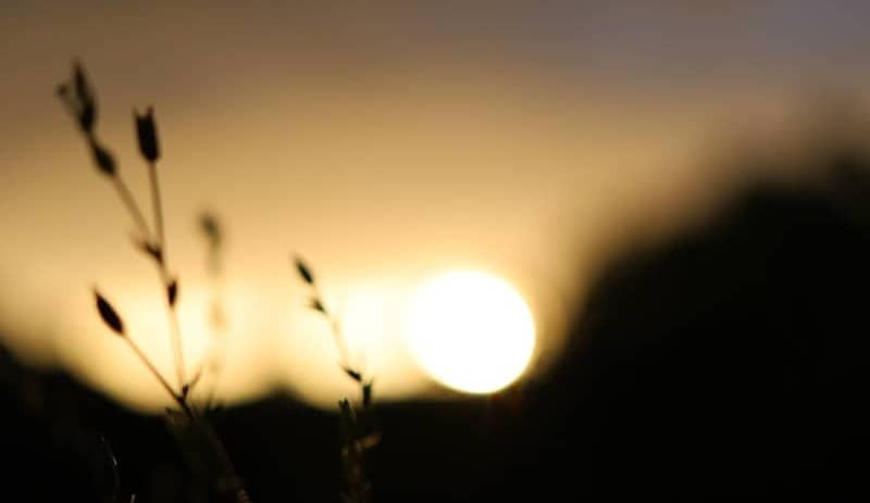 Silhouette of grass against a setting sun.