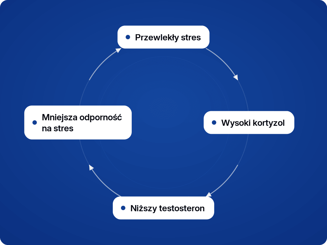 Błędne koło kortyzolu: przewlekły stres podnosi kortyzol, wysoki kortyzol obniża testosteron, niższy testosteron oznacza mniejszą odporność na stres, a to z powrotem nasila stres.