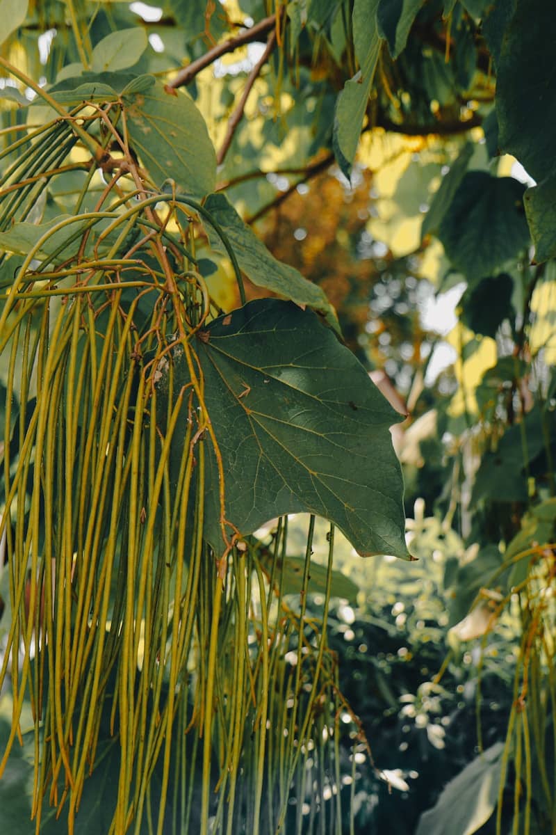 A close up of a tree with lots of leaves