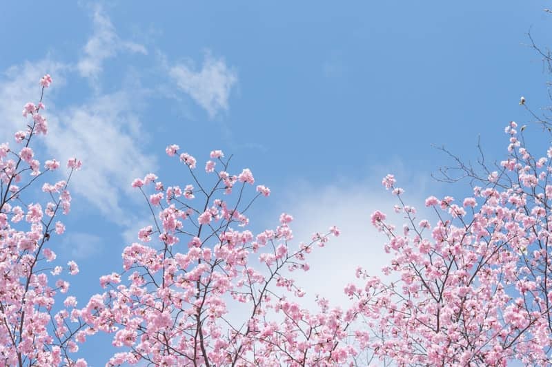 Pink cherry blossoms reach toward a blue sky.