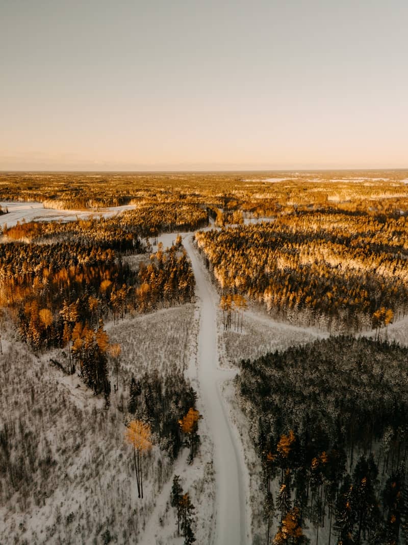 Snowy forest road at golden hour sunset