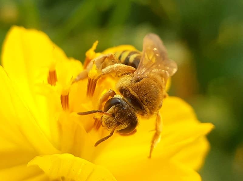 A bee pollinates a vibrant yellow flower.