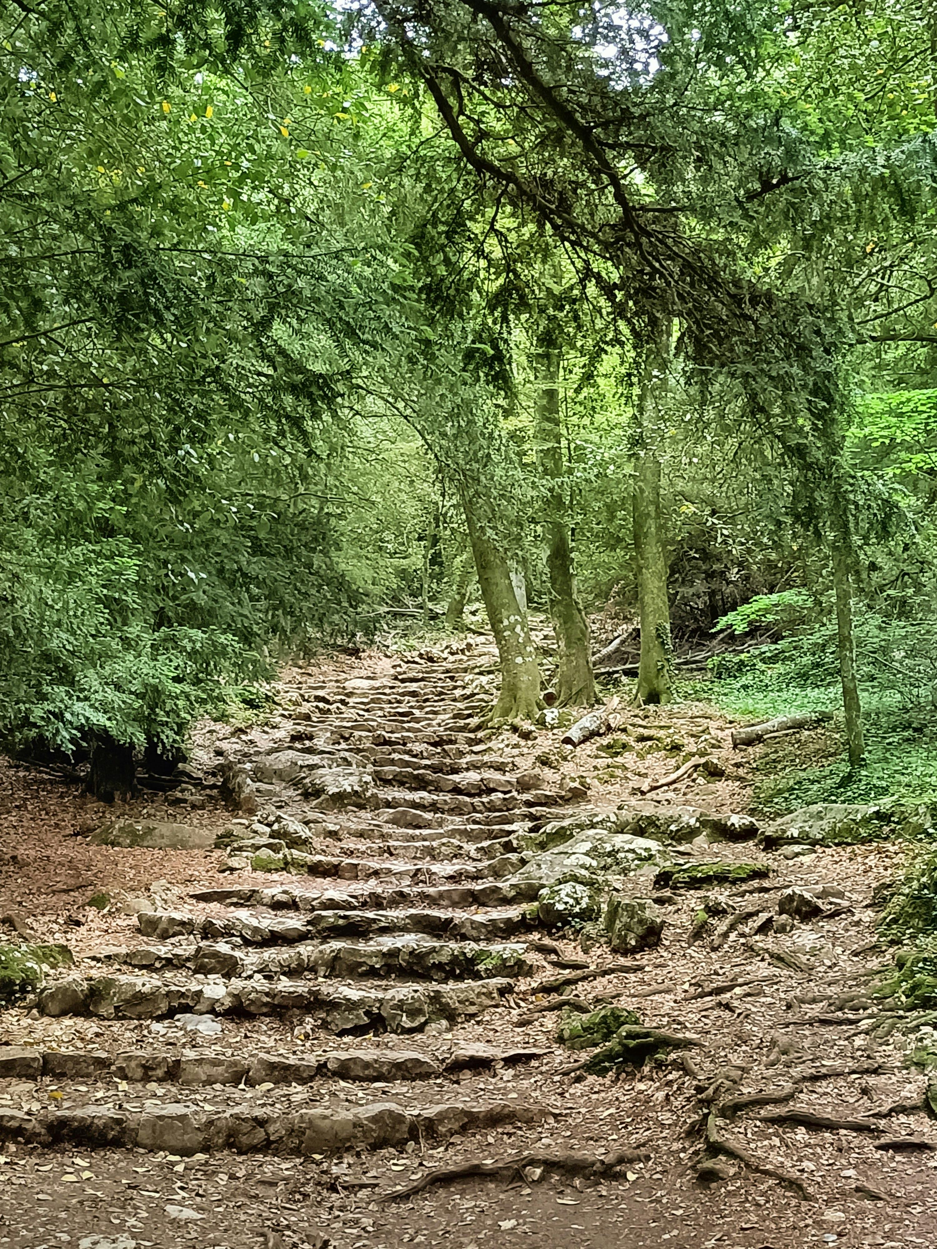 stone stairs in a forest