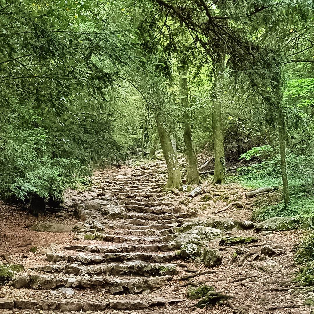 stone stairs in a forest