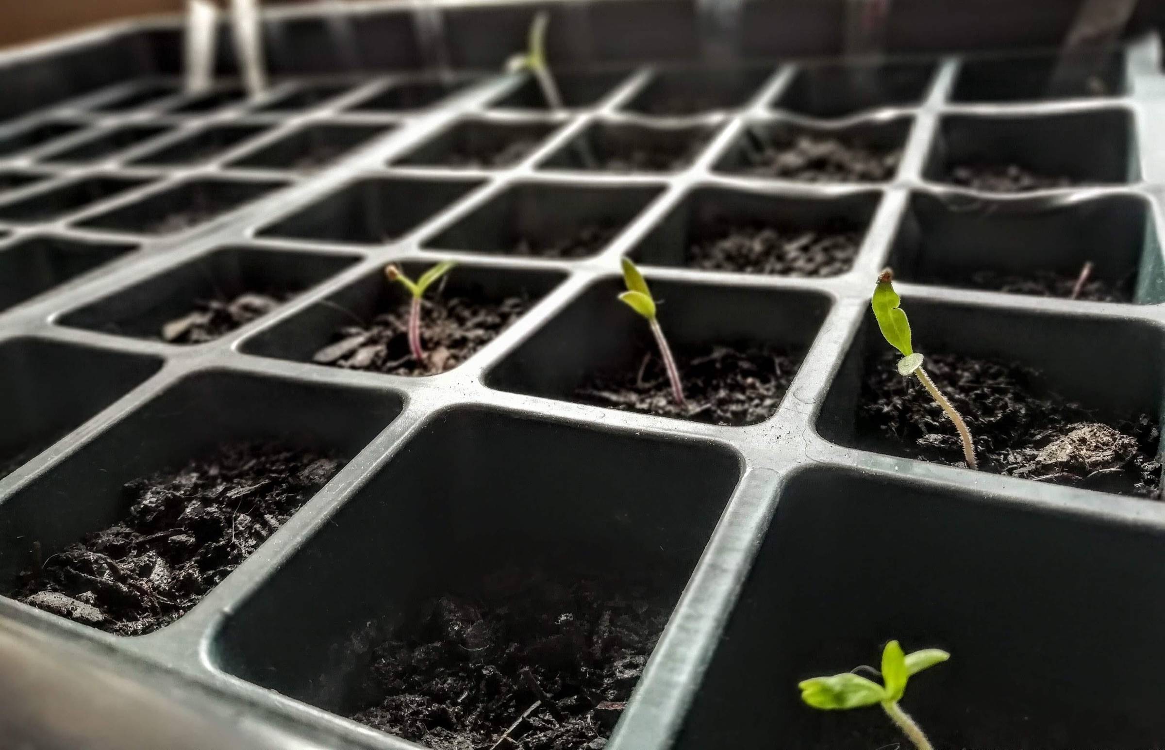 tomato seedlings