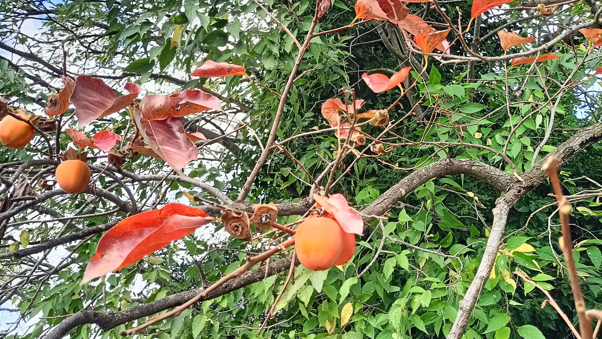 kaki tree