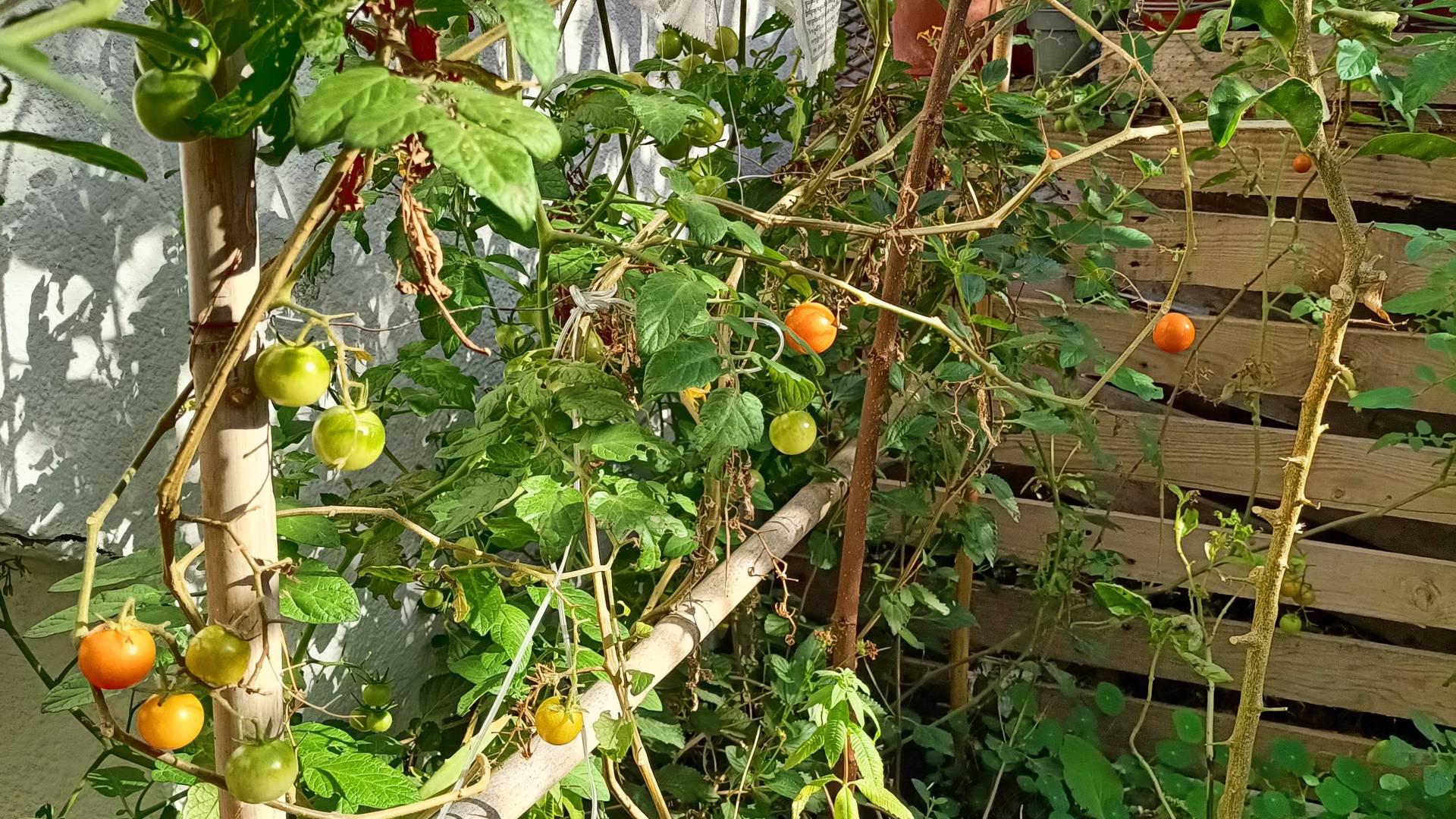 cherry tomatoes