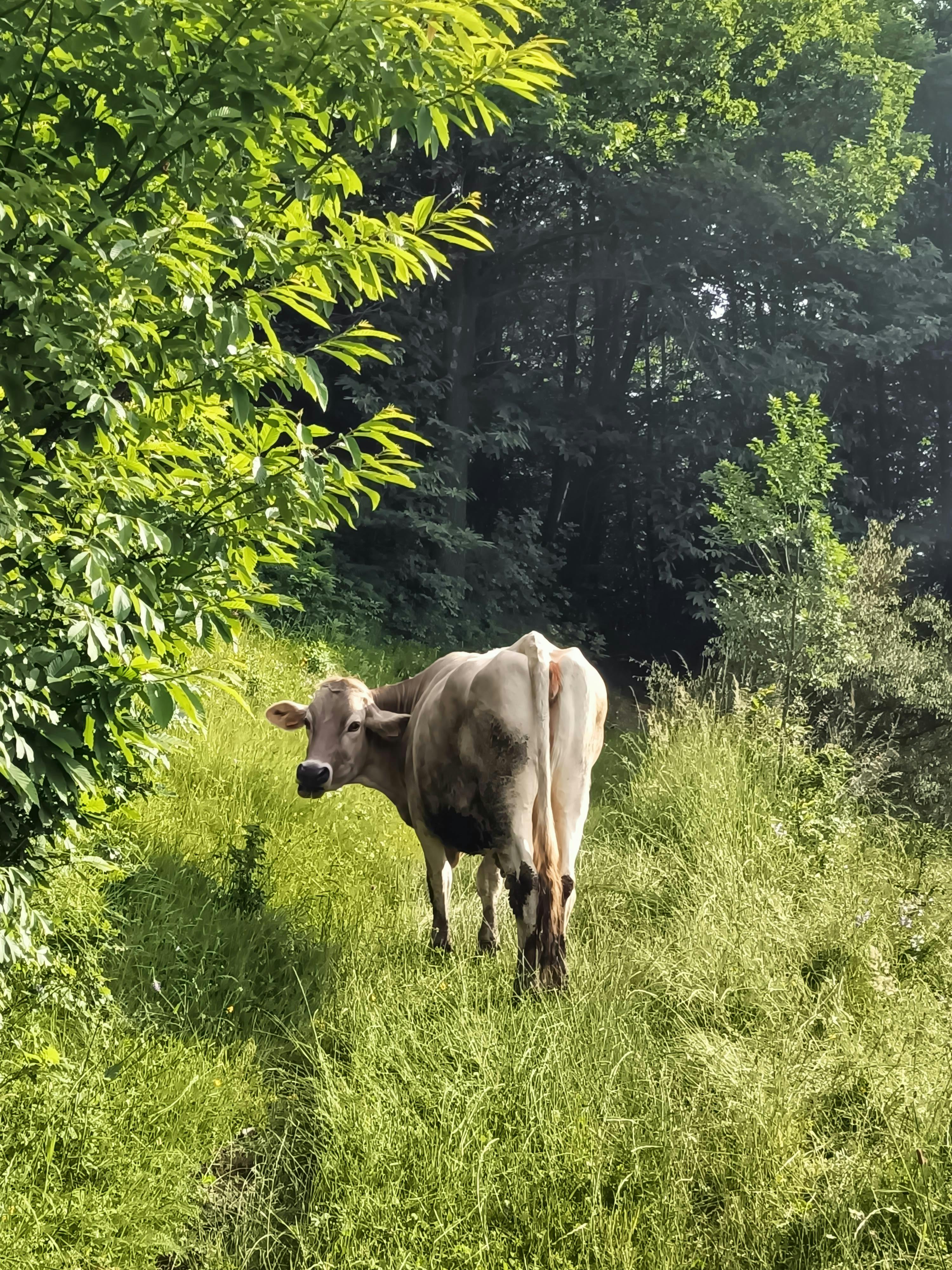 a cow barricading the path
