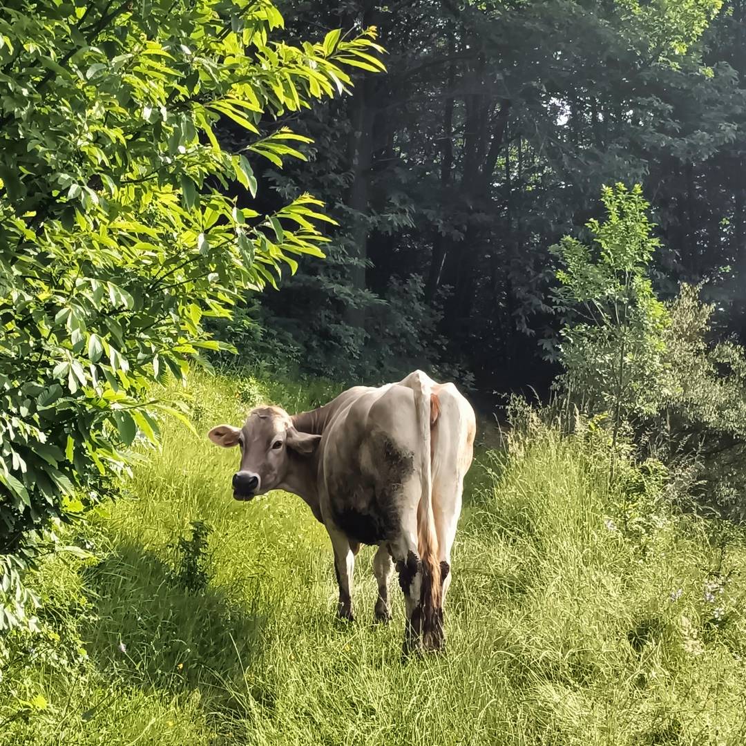 a cow barricading the path