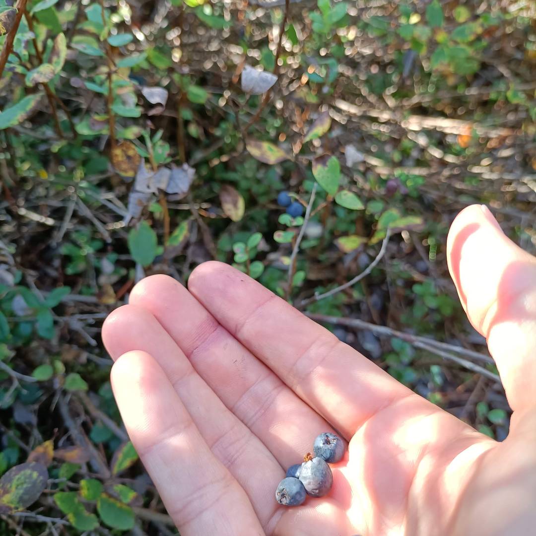 picking blueberries