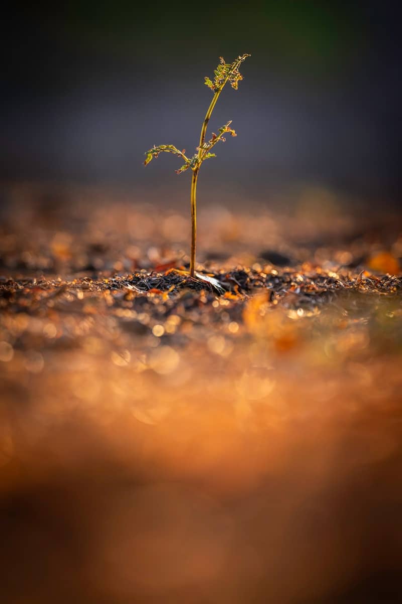 A tiny plant sprouts from the forest floor.