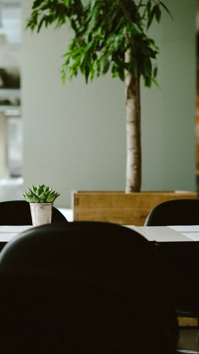 a potted plant sitting on top of a table