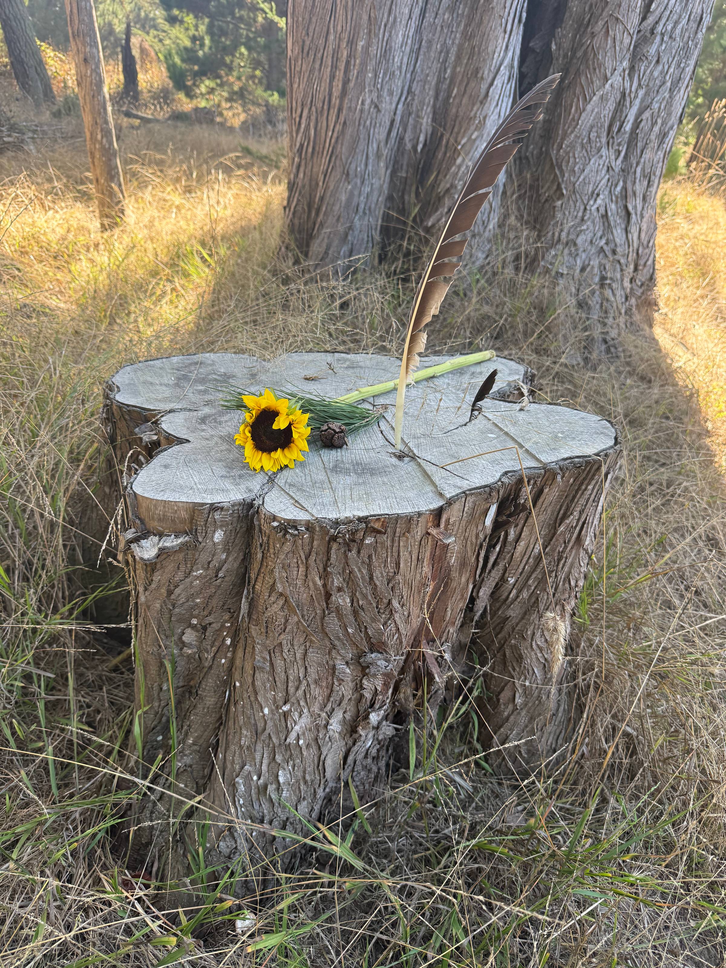 A tree stump in tallish grass with as sunflower laying on it's side and a feather sticking up out of the stump.