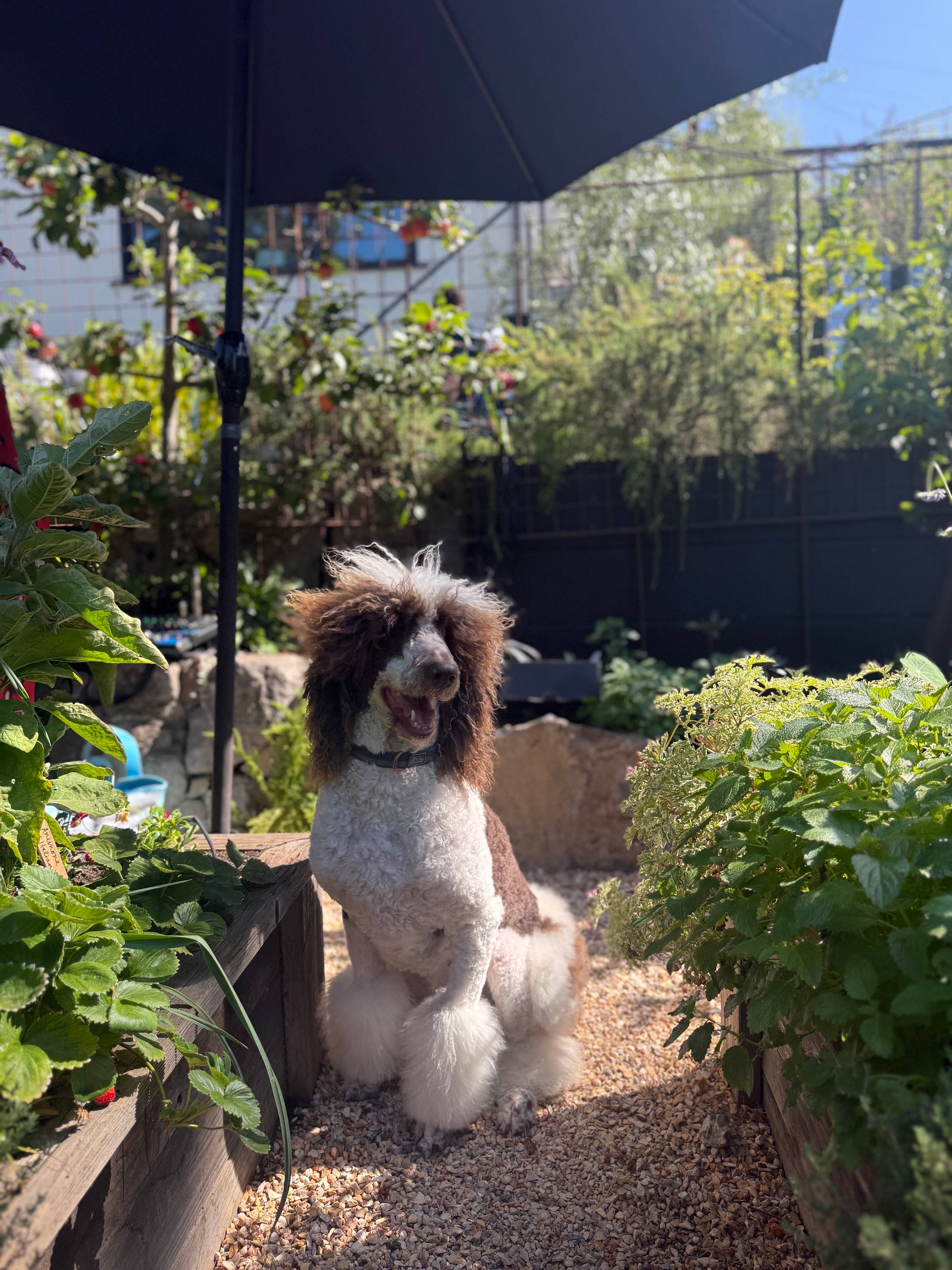 A fluffly brown and white dog smiling too in the breathtaking garden.